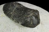 Bargain, Paralejurus Trilobite Fossil - Ofaten, Morocco #119984-2